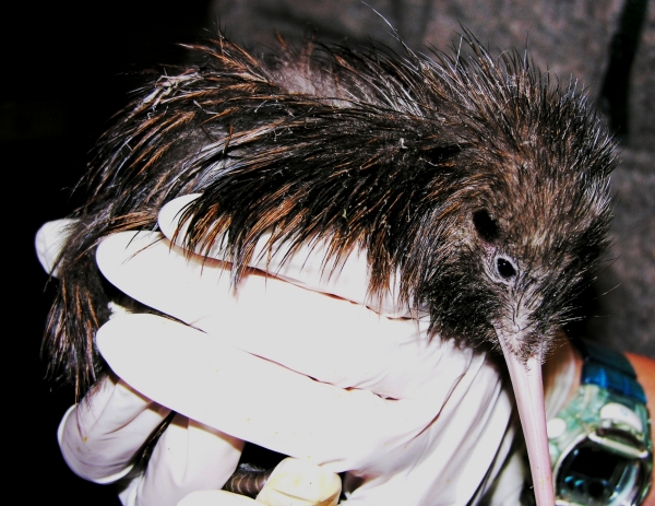 Our first-born chick seen here soon after hatching at the Mt Bruce Wildlife Reserve