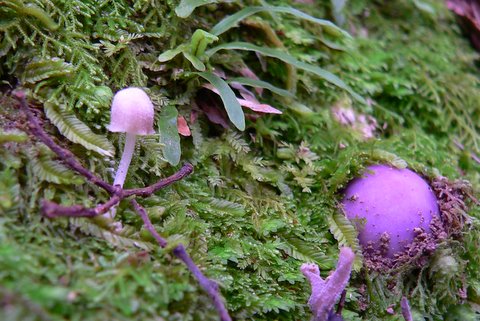 Purple fungus growing in the Rimutaka Forest Park