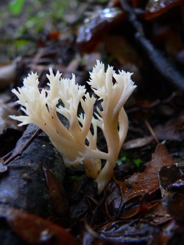 Coral fungus growing in the Rimutaka Forest Park