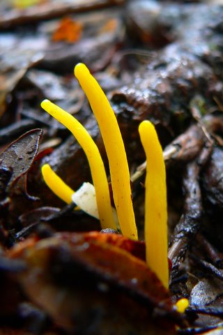 Beautiful yellow "finger" fungi