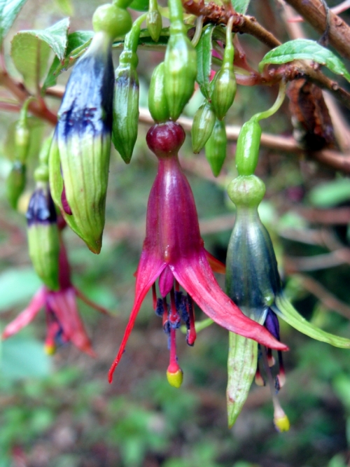 fuchsia excorticata (NZ tree fuchsia) flowers & buds