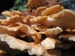 Orange fungus growing in the Rimutaka Forest Park