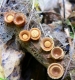 Bird's Nest Fungi