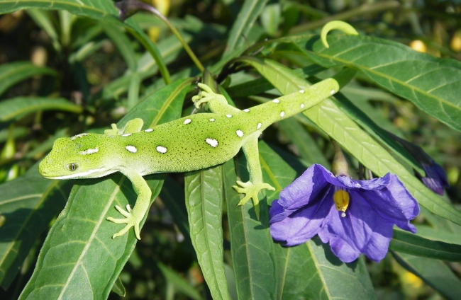 Wellington Green Gecko seen here on Poroporo leaves