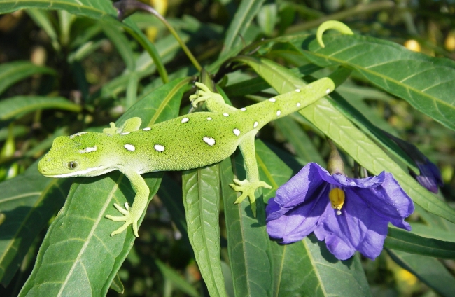 Nautinus elegans punctatus