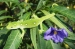 Wellington Green Gecko Lizard