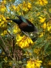 Kowhai in flower