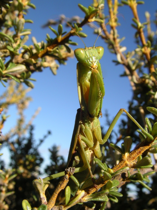 Native Praying Mantis (Orthodera Novaezealandiae)