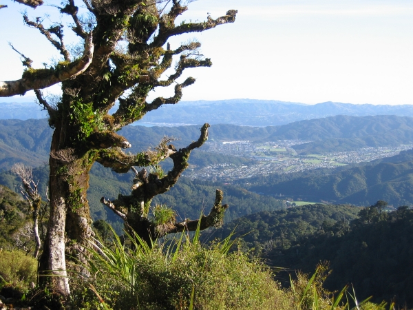 View west towards Wainuiomata from the Whakanui Track