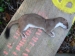 Stoat