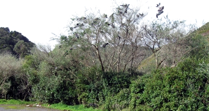 Huge flocks of kereru are seen throughout the Catchpool Valley during the winter months. Here they are feeding on tree lucerne.