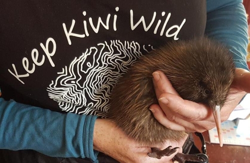 Kiwi chick being held by a kiwi handler