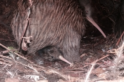 Mr Baggins and chick in the natal burrow