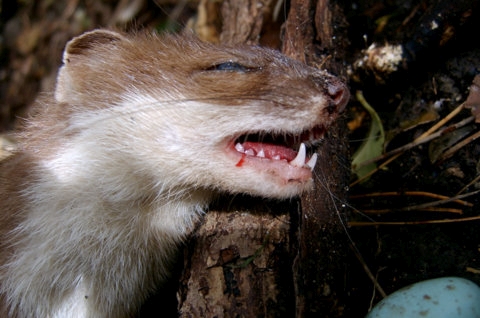 Stoat (Mustela erminea)