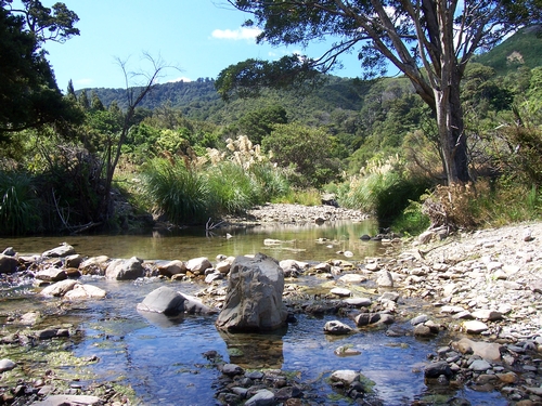 Catchpool Stream in high summer