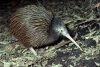 North Island Brown Kiwi