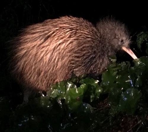 Kiwi being released into the Rimutaka Forest Park