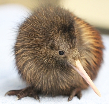 Mr Baggins; Chick #1 is also about to be released into the Rimutaka Forest Park