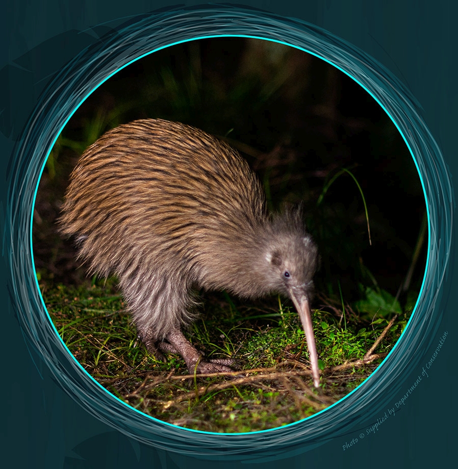 Brown kiwi