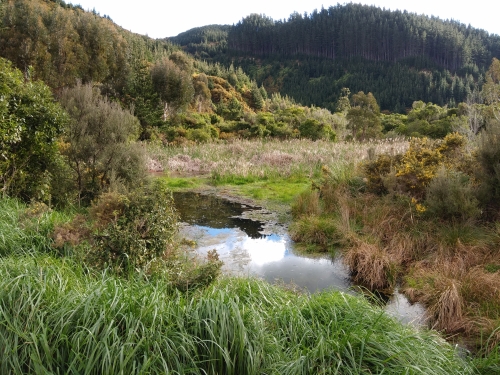 Photo showing the new wetlands site designated for restoration in the next few years