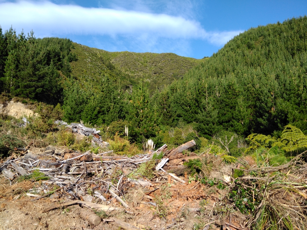 View of the hillside covered in wilding pines