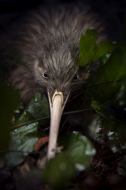 Kiwi Marcel is free to roam the bush - shown here in the kidney fern after his radio tracking device was removed